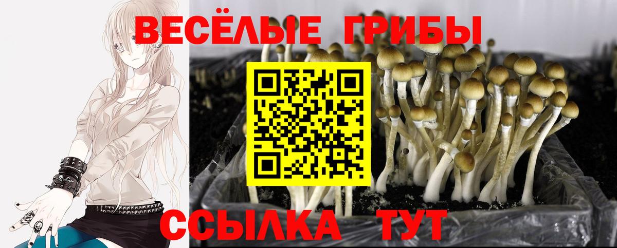 Псилоцибиновые грибы Cubensis Борисоглебск